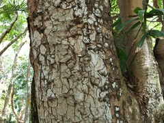 Kigelia africana