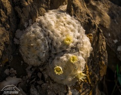 Mammillaria plumosa