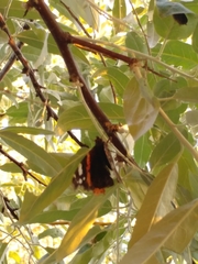 Vanessa atalanta atalanta