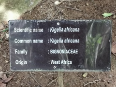 Kigelia africana