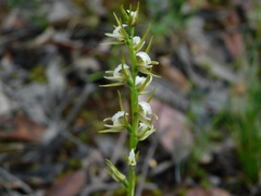Prasophyllum odoratum