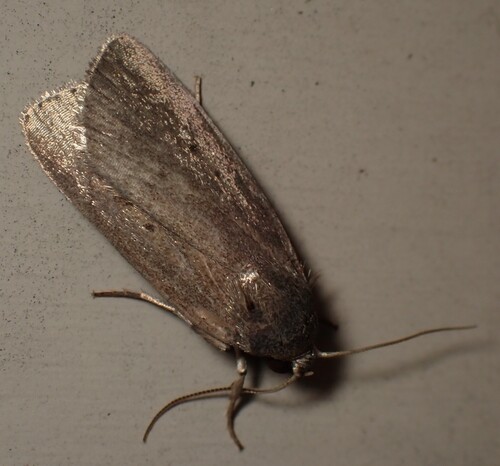 Miranda Moth photo 6