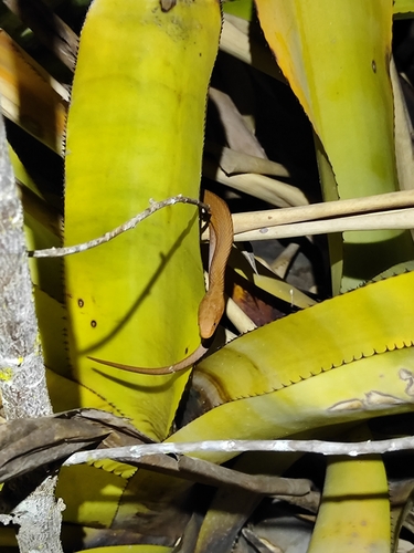 Amazon Coastal House Snake