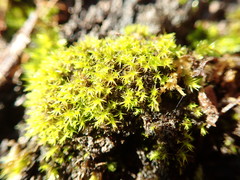 Zygodon viridissimus