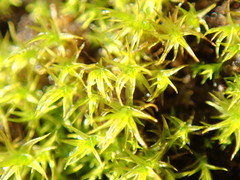 Zygodon viridissimus