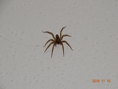 Liocranum rupicola
