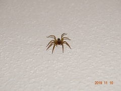 Liocranum rupicola