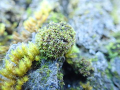 Zygodon viridissimus