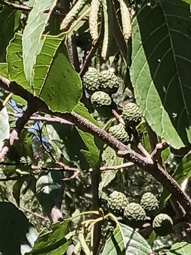 Formosan Alder (Alnus formosana)