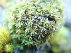 Zygodon viridissimus