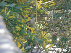 Oreotrochilus estella