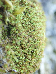 Zygodon viridissimus