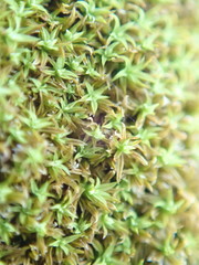 Zygodon viridissimus