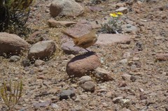 Ochetorhynchus ruficaudus