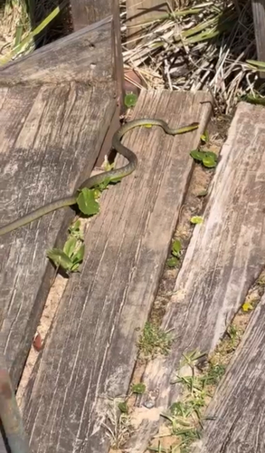 Common Tree Snake sighting