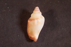 Canarium urceus