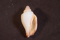 Canarium urceus