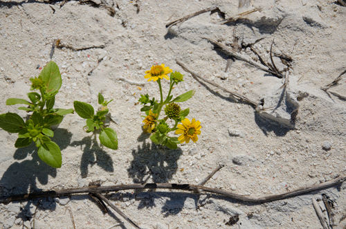 Melanthera biflora iNat (3)