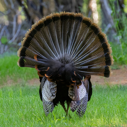 Wild Turkey photographed in New Hampshire