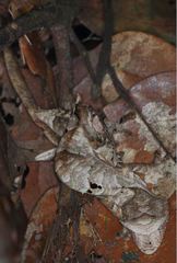 Uroplatus phantasticus