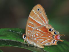 Saribia perroti