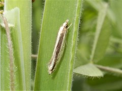 Erechthias stilbella