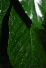 Centropogon granulosus