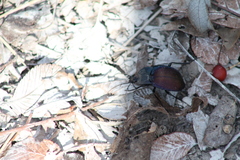 Scaphinotus elevatus