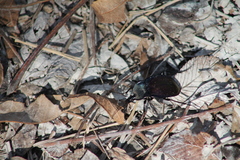 Scaphinotus elevatus