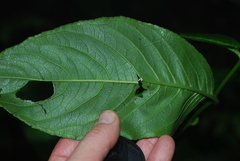 Centropogon granulosus