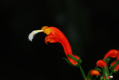 Centropogon granulosus