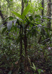 Geonoma cuneata
