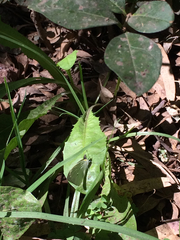 Leptophobia aripa elodia