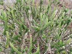 Ophryosporus triangularis