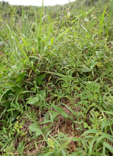 Sanguisorba longifolia iNat (3)