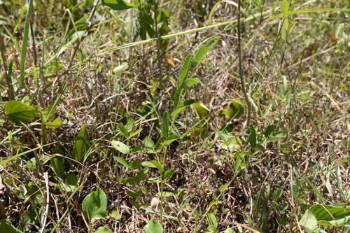 Sanguisorba longifolia iNat (2)
