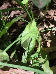 Leptophobia aripa elodia