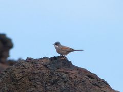 Curruca conspicillata