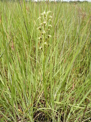 Habenaria weberiana