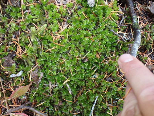 Roell's Moss (Roellia roellii)