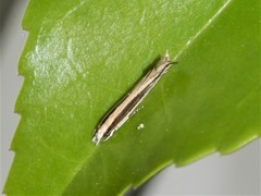 Erechthias stilbella