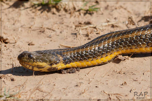 Brazilian Keelback