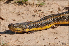 Brazilian Keelback photo 3