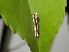Erechthias stilbella