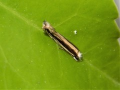 Erechthias stilbella