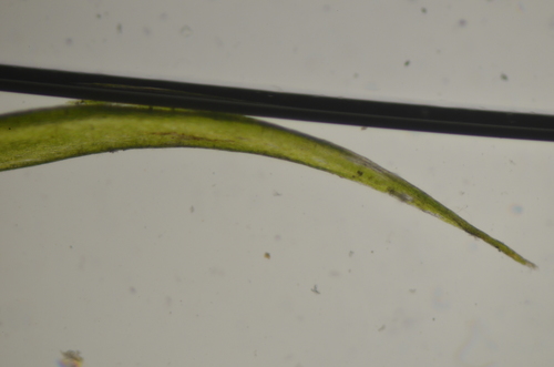 Image of Dichelyma uncinatum by no rights reserved
