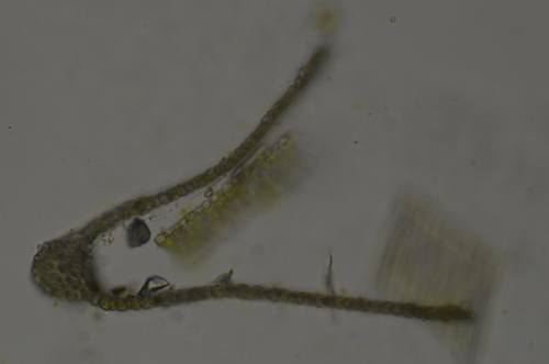 Image of Dichelyma uncinatum by no rights reserved