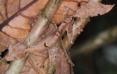 Uroplatus phantasticus