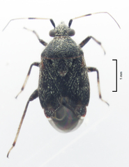 Charagochilus