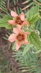 Sphaeralcea miniata